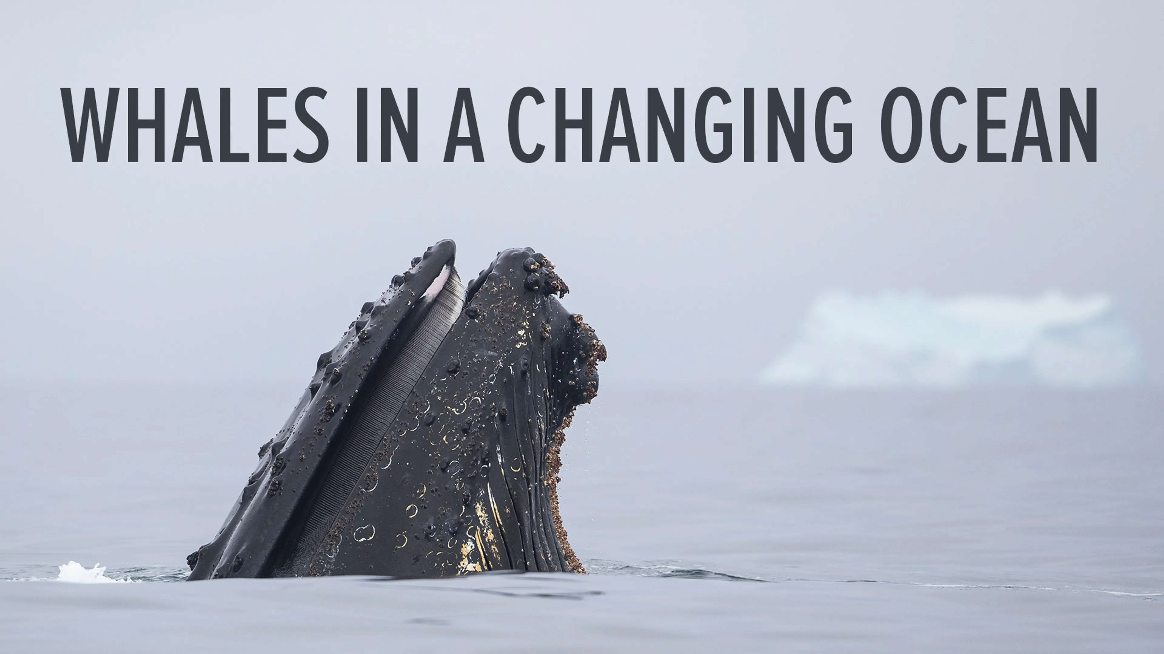 Whales in a Changing Ocean poster